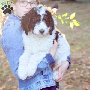 Autumn, Bernedoodle Puppy